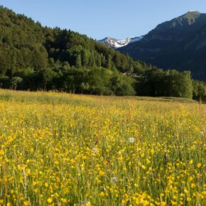Fioritura sull'altopiano di Boniprati. Le Dolomiti di Brenta sullo sfondo | © Madonna di Campiglio Azienda per il Turismo 