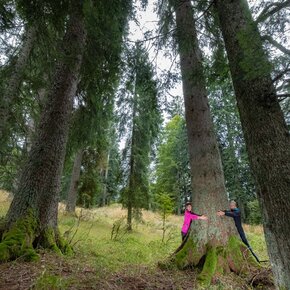Sentiero degli Abeti Giganti | © APT San Martino di Castrozza, Primiero e Vanoi