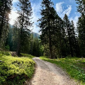Monte Roen Sentiero Bosco Natura | © APT Val di Non 