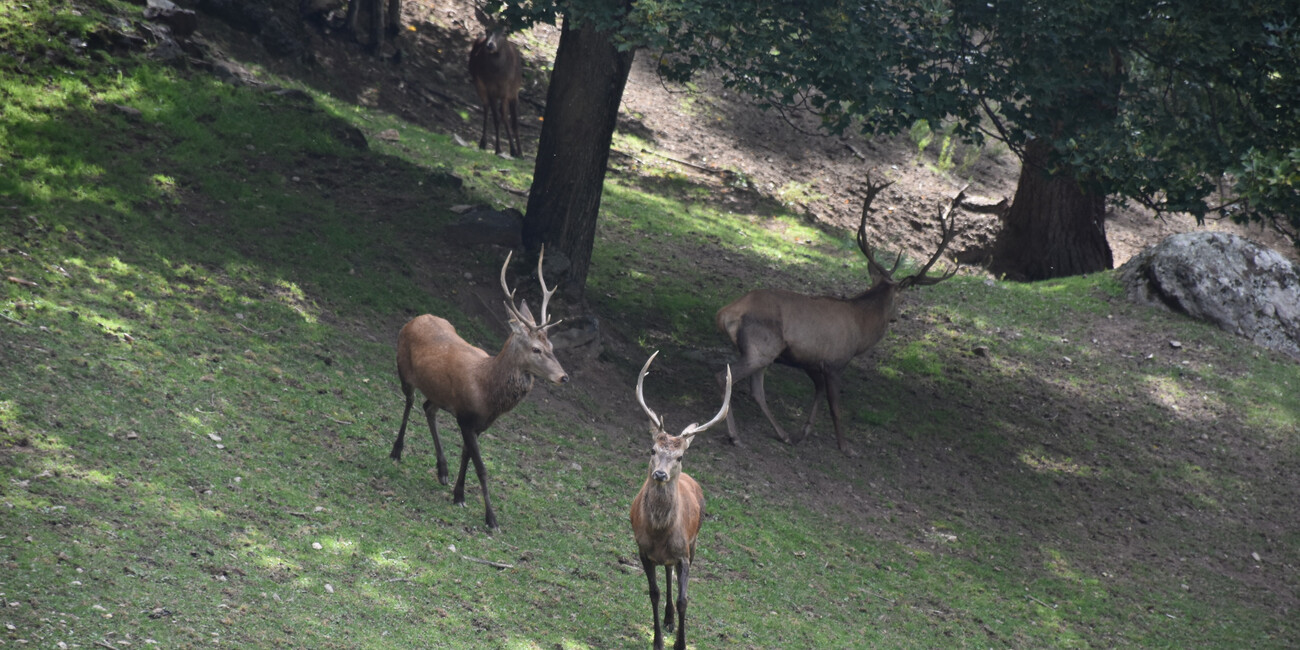 Wildtiergebiet Peio #4