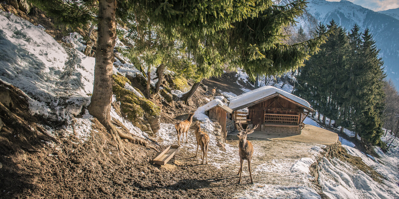 Wildtiergebiet Peio #1