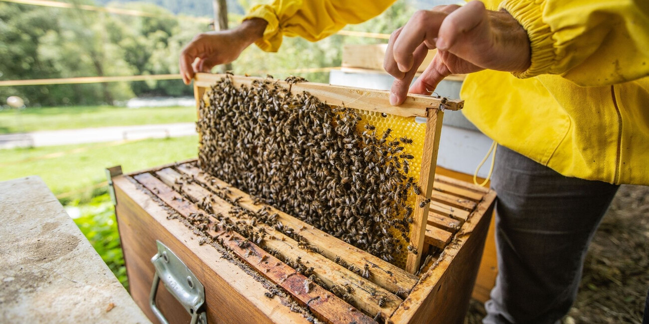 MMape – Bienenmuseum in der Mühle #2