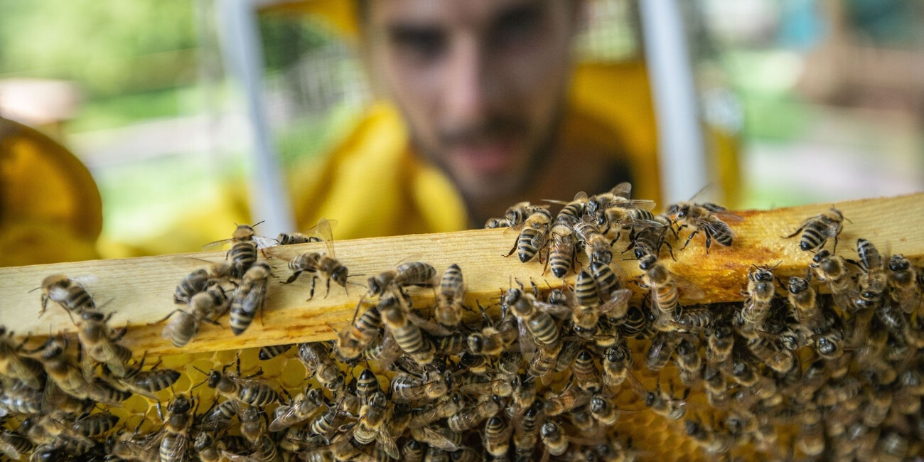 MMape – Bienenmuseum in der Mühle #3