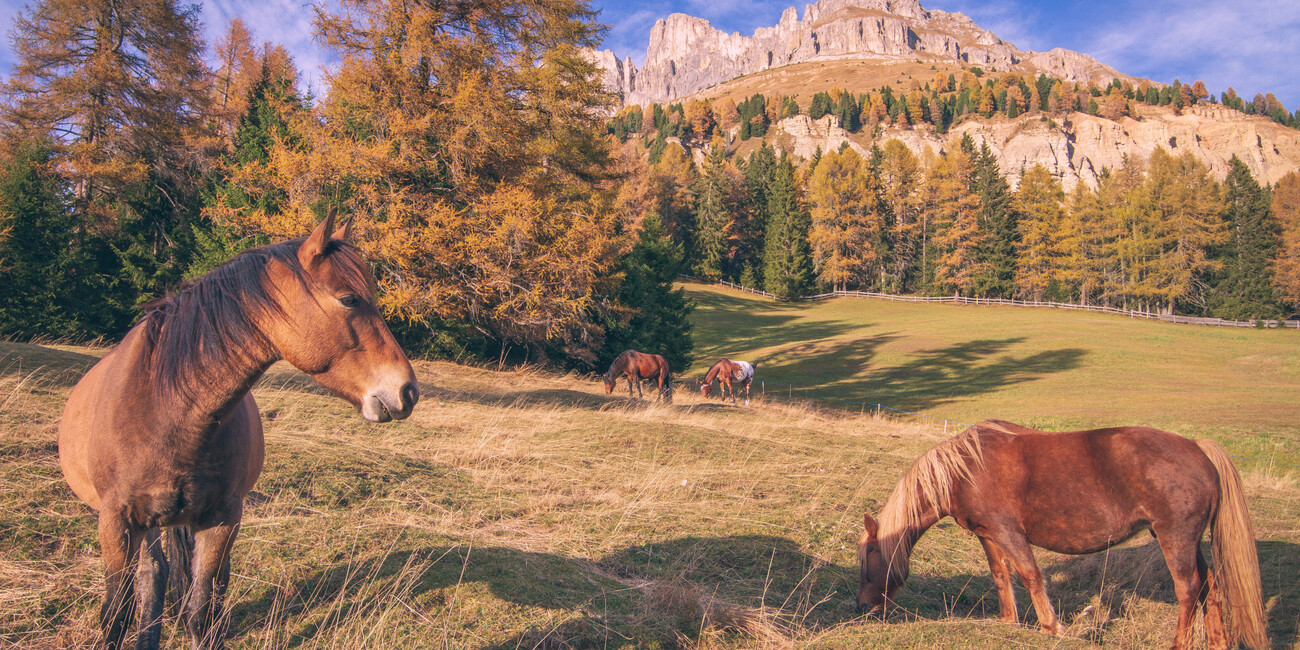 Punto panoramico Passo Costalunga - Paolina #9