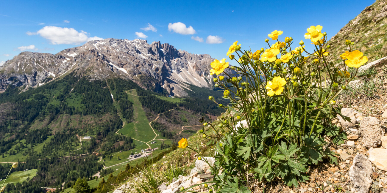 Punto panoramico Passo Costalunga - Paolina #7