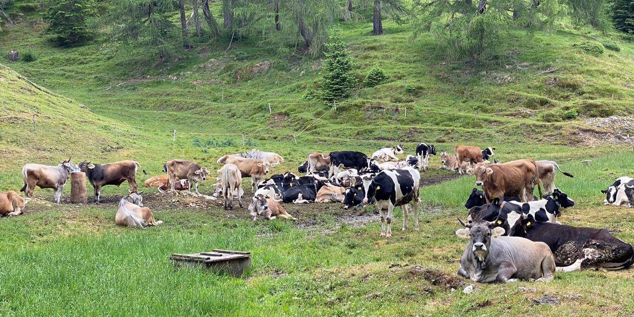 © Stefania Menghini 