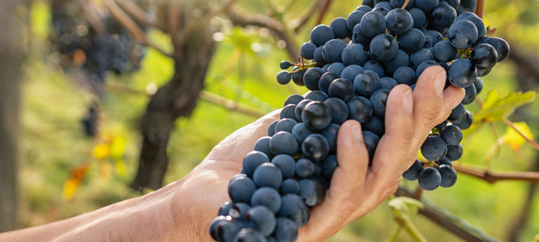 Винный туризм: знакомство с Терольдего (Teroldego) в зоне Пьяна-Роталиана 