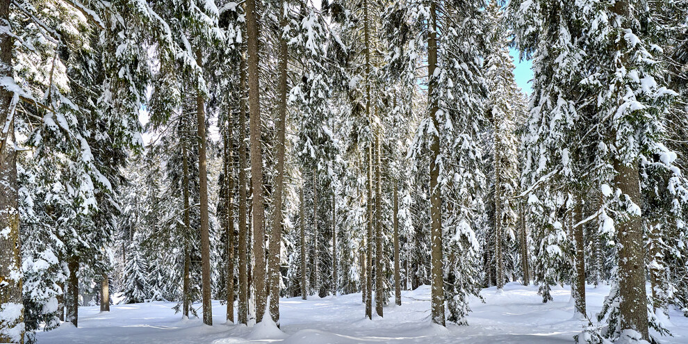 Stroll through the Adamello Brenta Nature Park