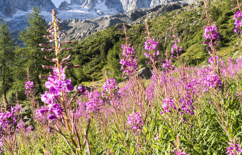 Per saperne di più visita la Casa della SAT