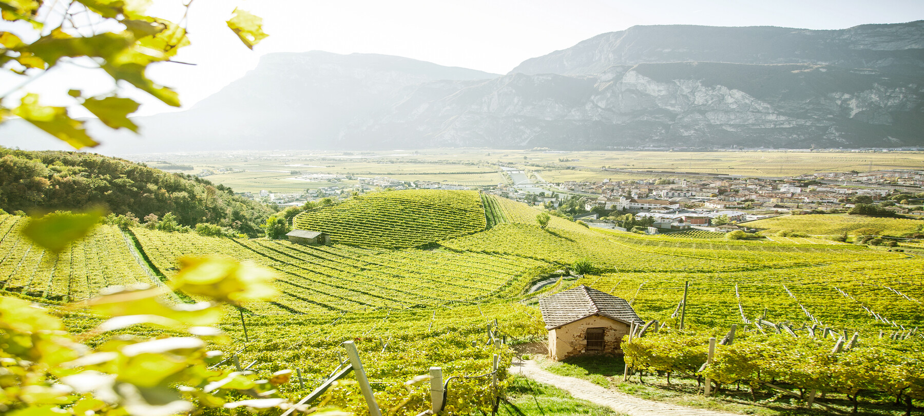 Wine Top Experience: esperienze in cantina