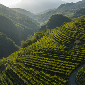 Discovering Müller Thurgau 
