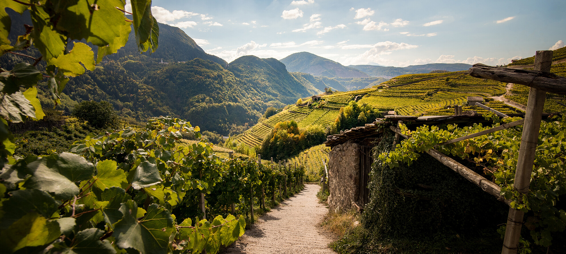 Tussen bossen en wijngaarden