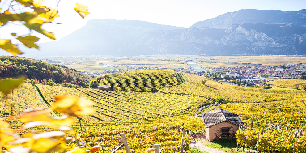 Authentische Wein-Erlebnisse