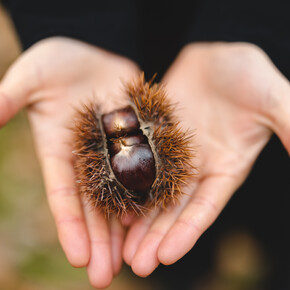 Castagna | © Mathäus Gartner