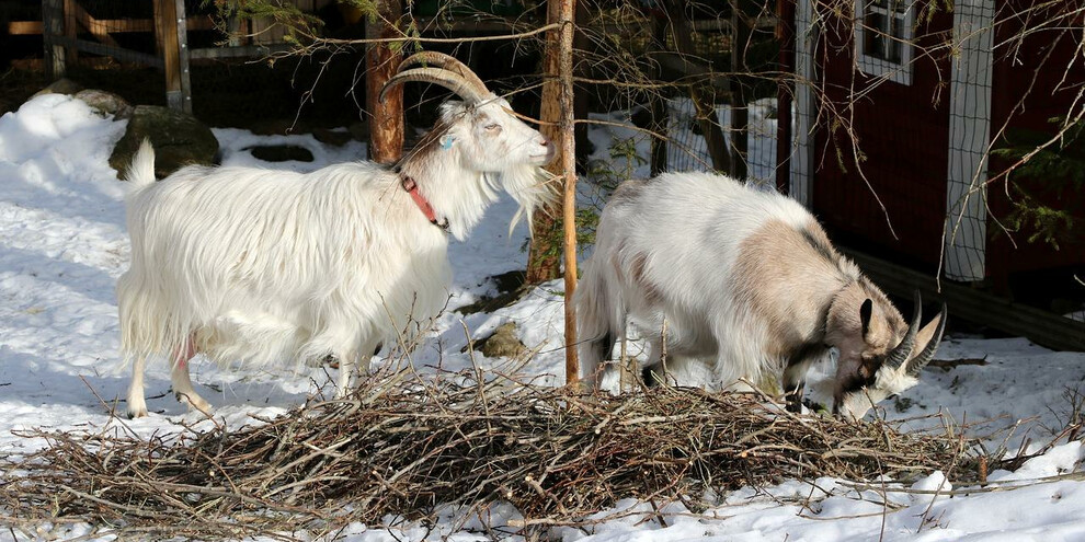 Maso Guez - Trekking con caprette | © Alpe Cimbra