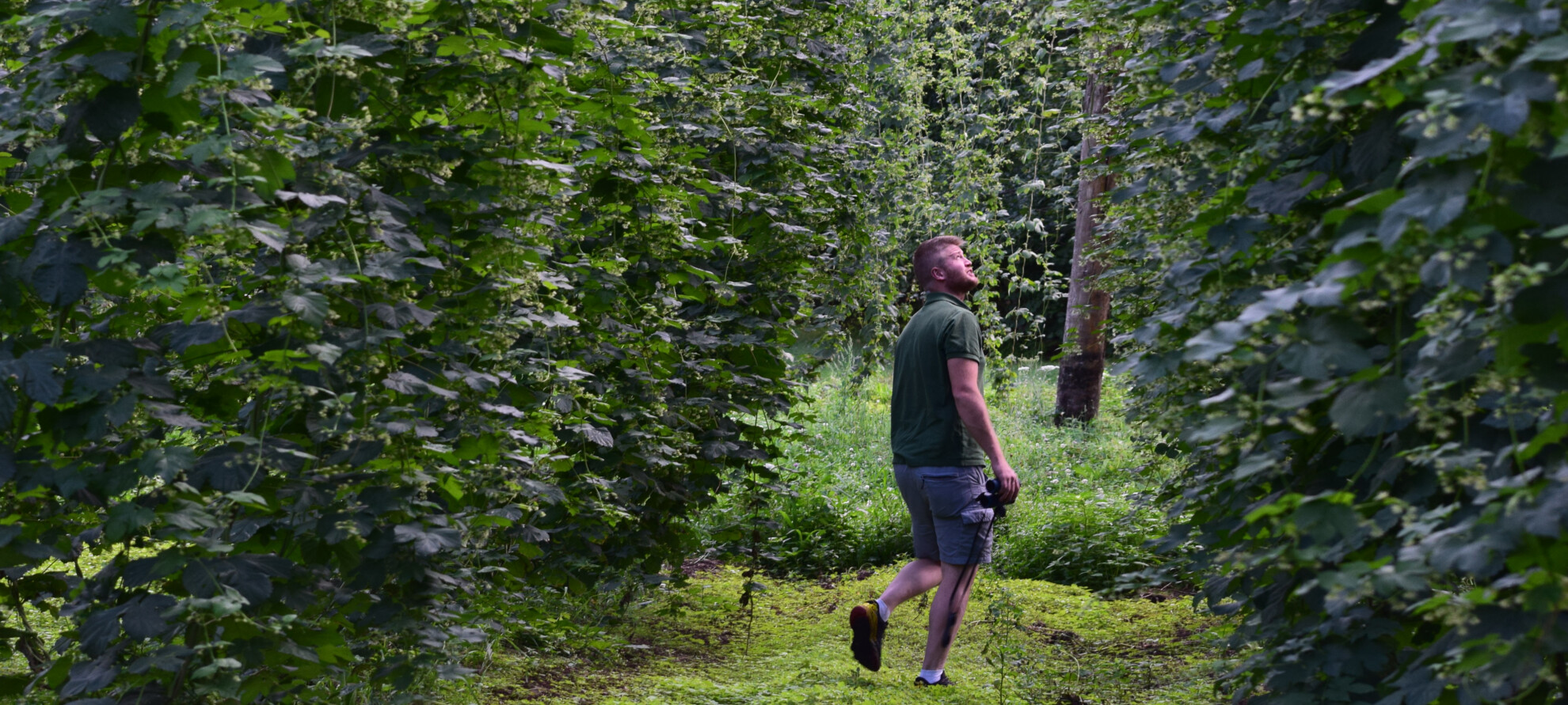 Luppolo | © Archivio Trentino Mktg