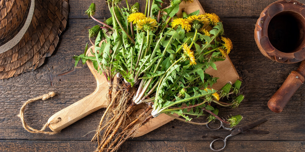 Um Wildkräuter zu sammeln