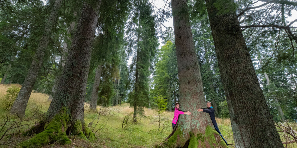 Sentiero abeti giganti | © Orler Images