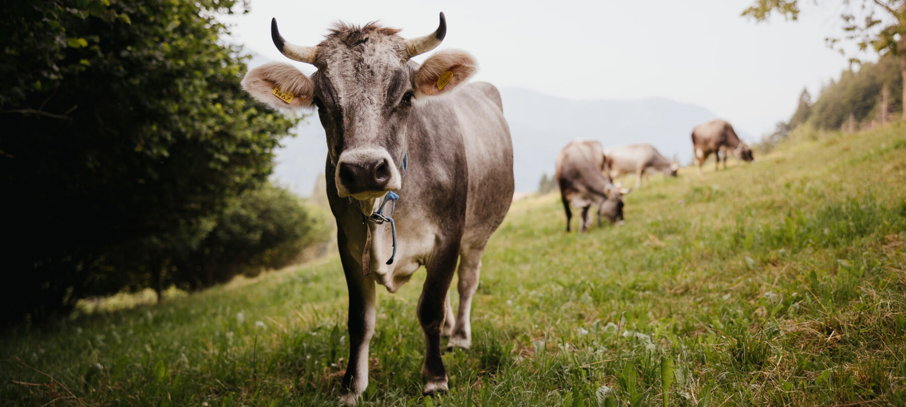 Sustainable Valsugana