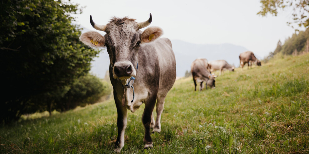 Eine Kuh... in der Familie