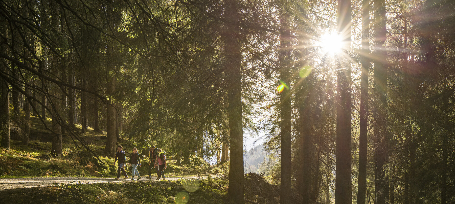 Four people walk along a path in the woods. They are wearing light clothes, appropriate for the spring season. The rays of the sun passing through the tangle of trees create reflections and plays of light. The shadows are long; it should not be long before sunset.