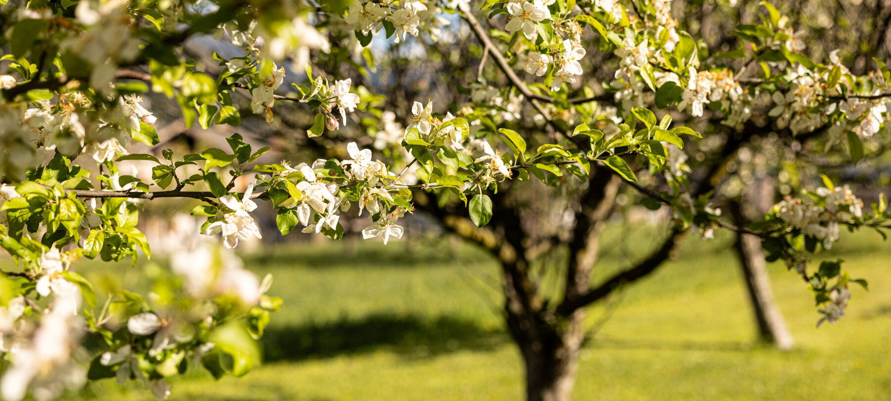 W górach Primero: od kopalń poszukiwaczy srebra po tunele z I wojny światowej 