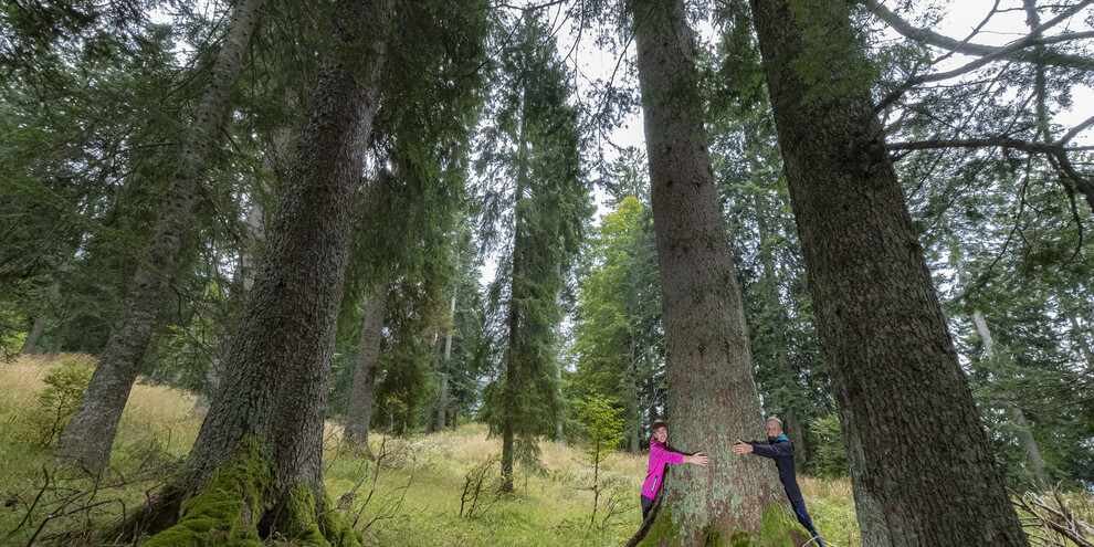 Sentiero Abeti Giganti - San Martino di Castrozza, Primiero, Vanoi
