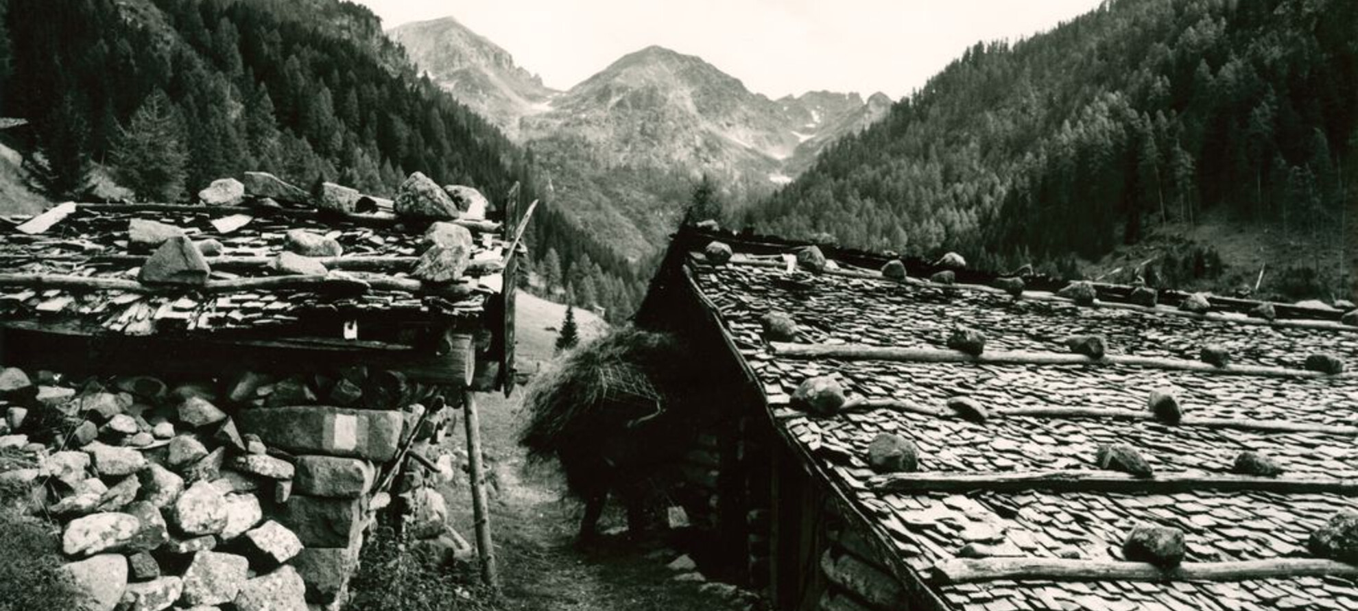 Hertkopfet, tvrdohlavý