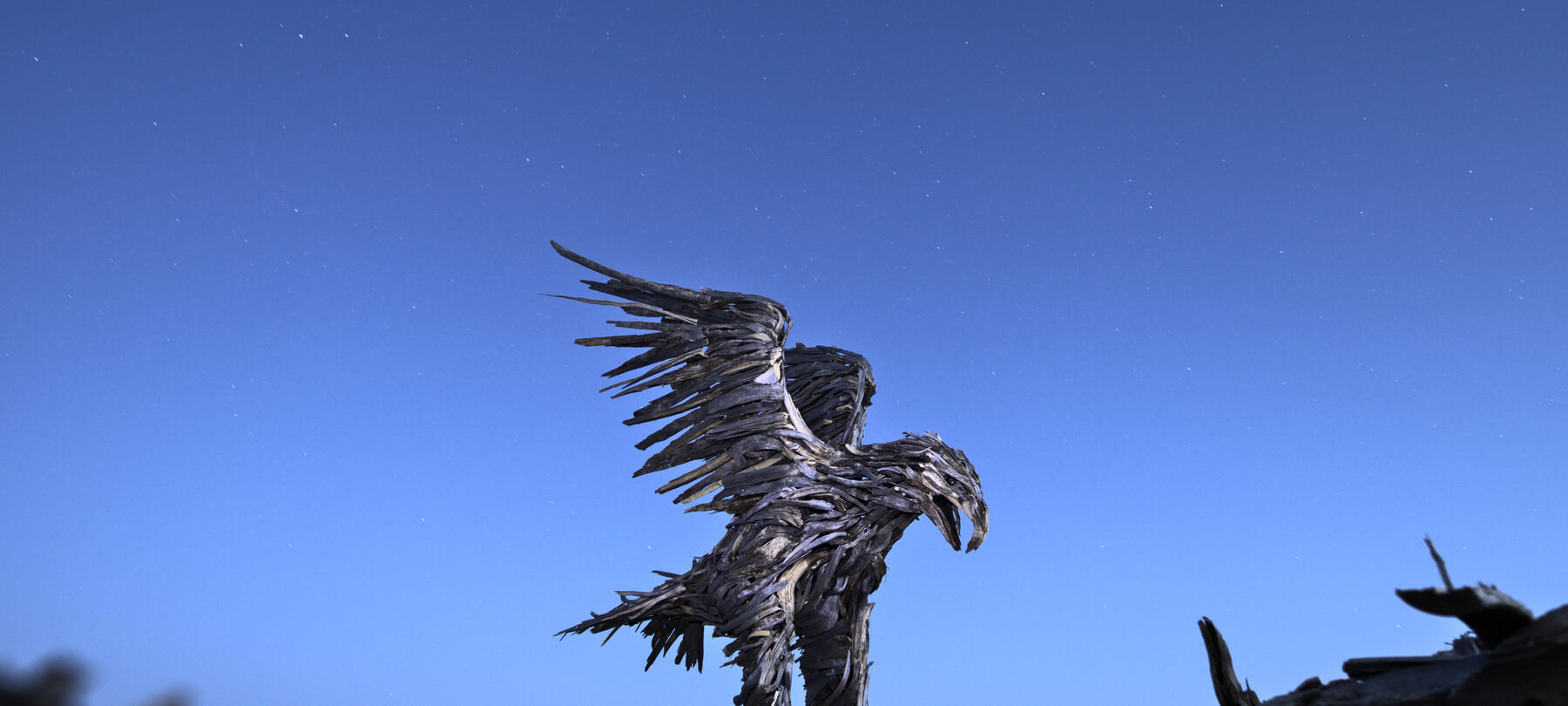 L’Aquila di Vaia a Marcesina: dove si trova e come vederla 