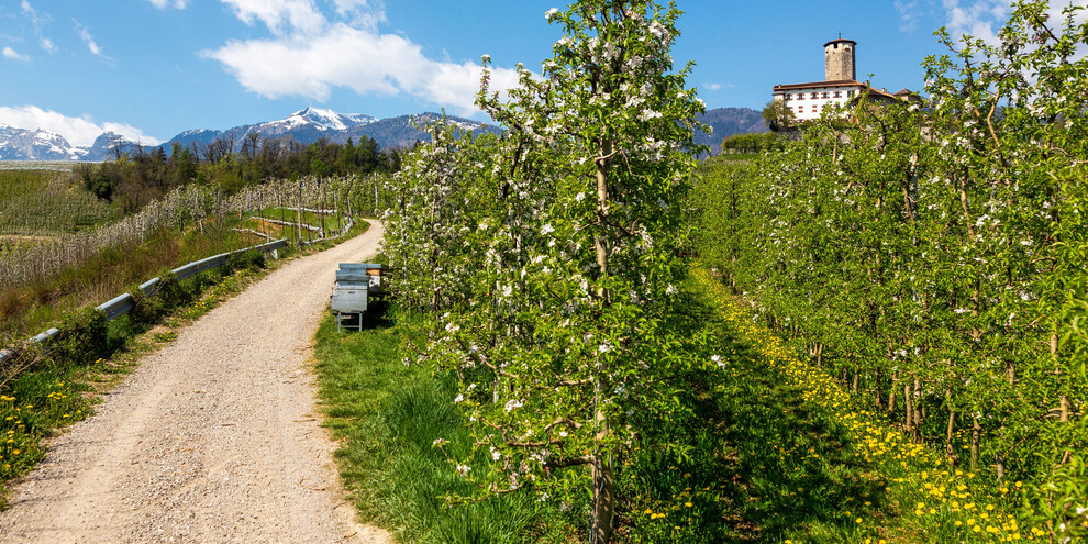 Val di Non - Tassullo - Castel Valer - Meleti in fiore | © Fabio Staropoli