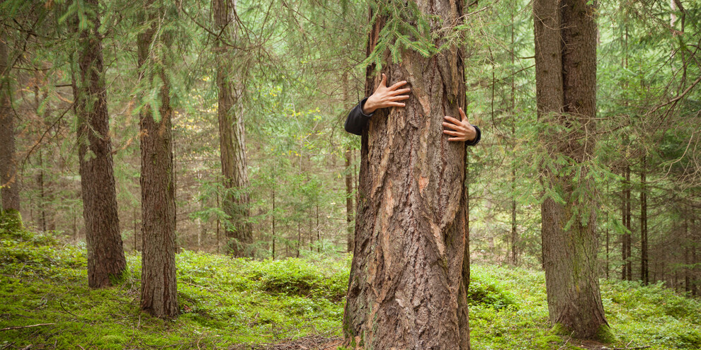 Forest bathing, Dolomiti Paganella