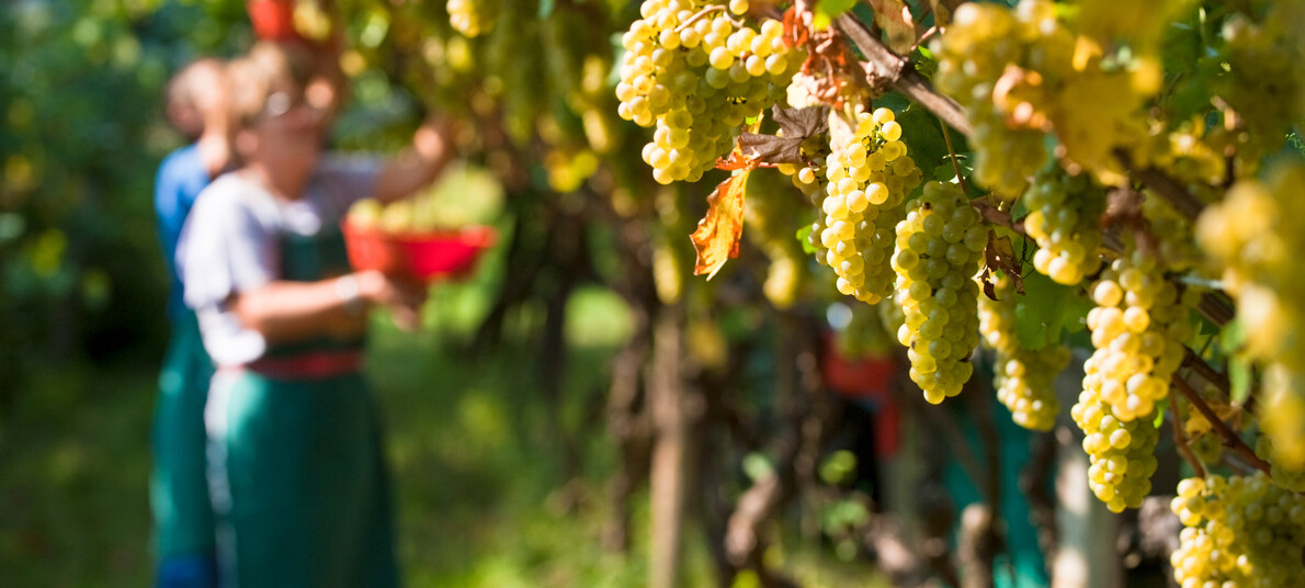 Wine & grape harvesting festivals