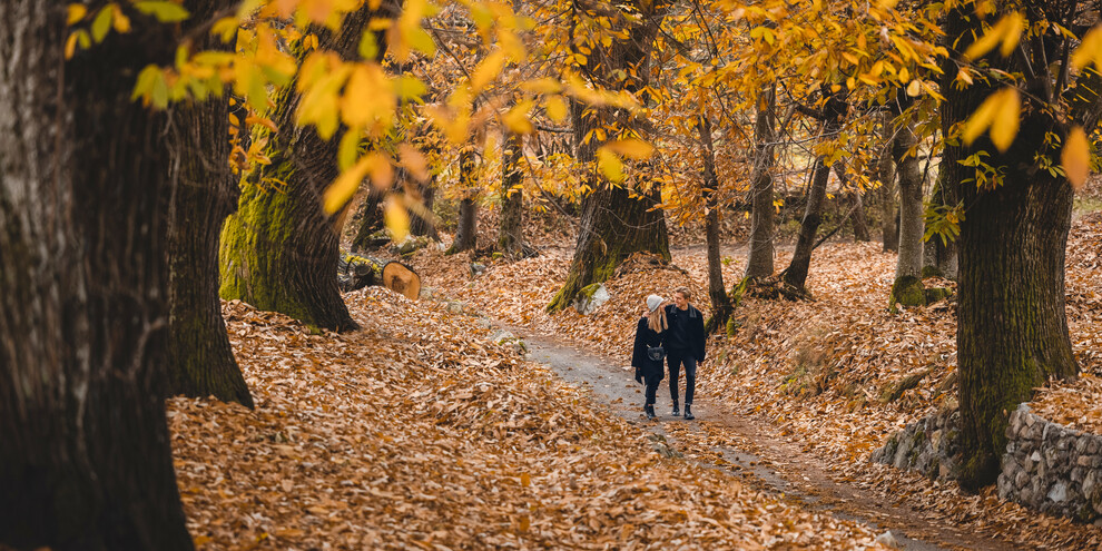 Ein Spaziergang, um das Herbstlaub zu bewundern