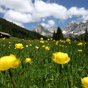 Network of Nature Reserves - Val di Fassa | © Archivio Immagini ApT Val di Fassa - Foto di Nicola Angeli