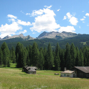 Waldspaziergang in Bellamonte