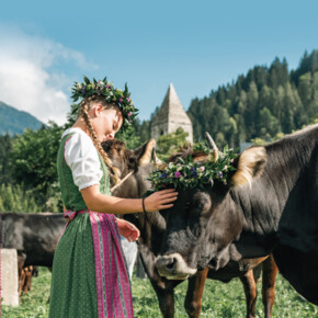 Giovenche di razza Rendena