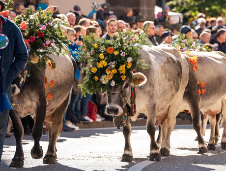 Desmontegada Vache