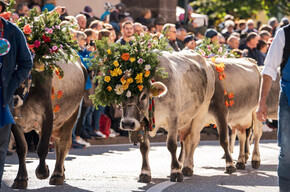 Desmontegada Vache