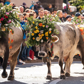 Desmontegada Vache