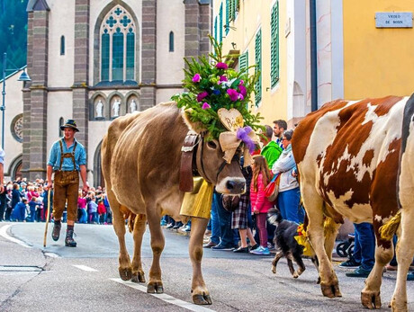 Desmontegada Vache