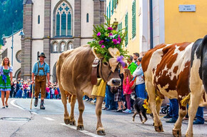 Desmontegada Vache