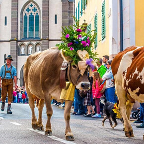 Desmontegada Vache