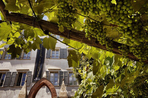 Mostra Muller thurgau