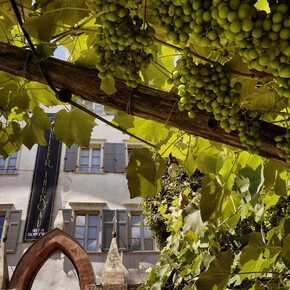 Mostra Muller thurgau