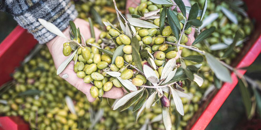 Die nördlichsten Oliven
