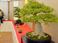 Arcobonsai