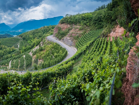 Adoptieren Sie eine Rebreihe