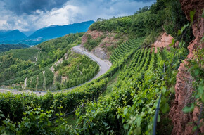 Adoptieren Sie eine Rebreihe