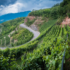 Adoptieren Sie eine Rebreihe