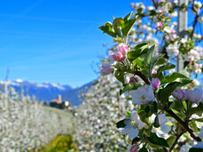 Adoptieren Sie einen Apfelbaum